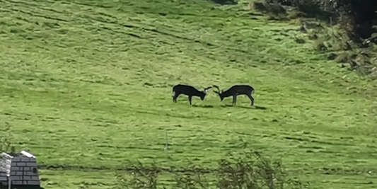 Resident Wildlife at Eland Lodge: The Fallow Deer