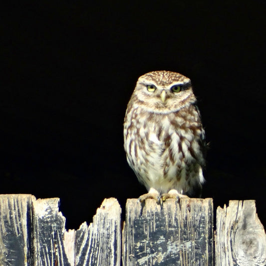 Resident Wildlife at Eland Lodge: The Little Owl