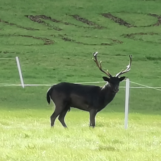 Wildlife at Eland Lodge