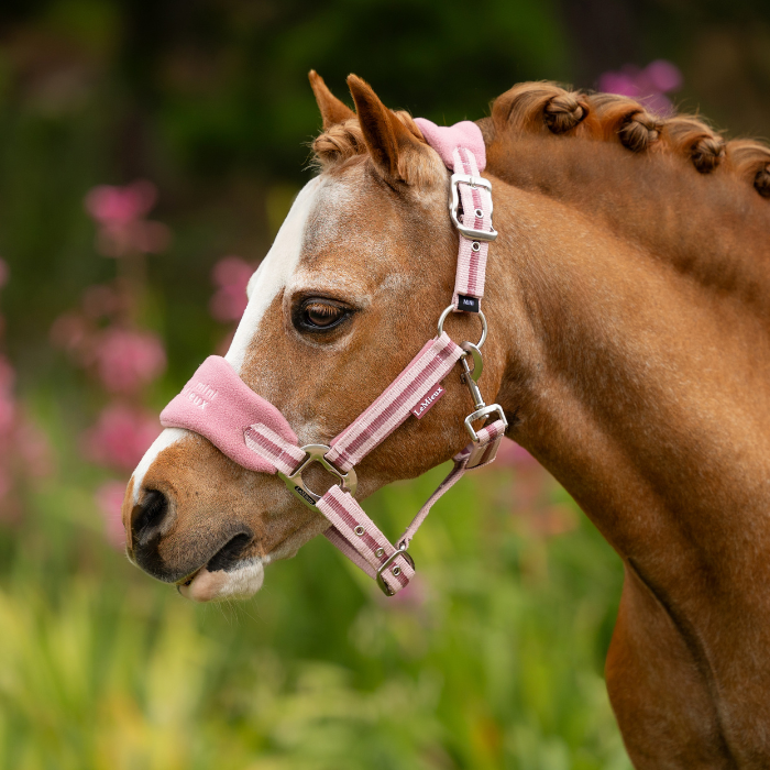 Cute pony wears the LeMieux Mini Vogue Headcollar & Leadrope in peony