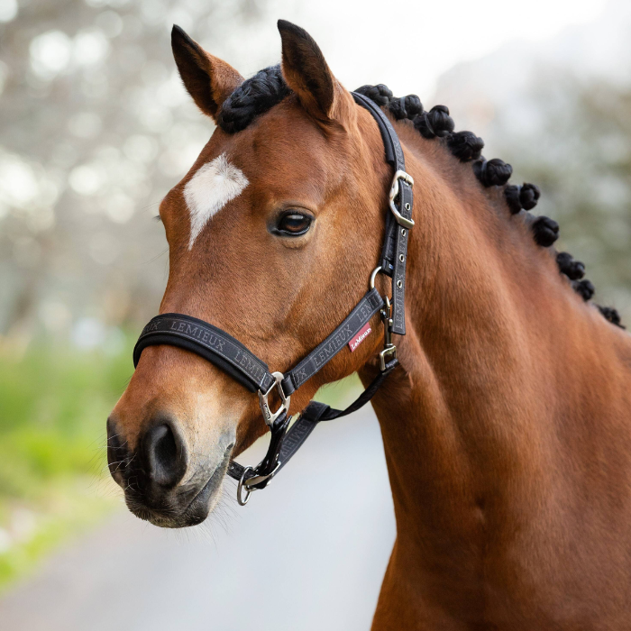 Pony wears the LeMieux Logo Headcollar in Cinder