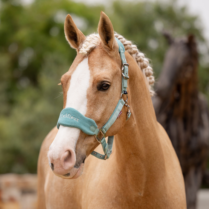 Horse wears the LeMieux Vogue Headcollar & Leadrope in lagoon