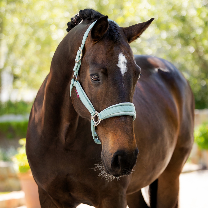 Horse wears the LeMieux Versailles Headcollar in Aqua