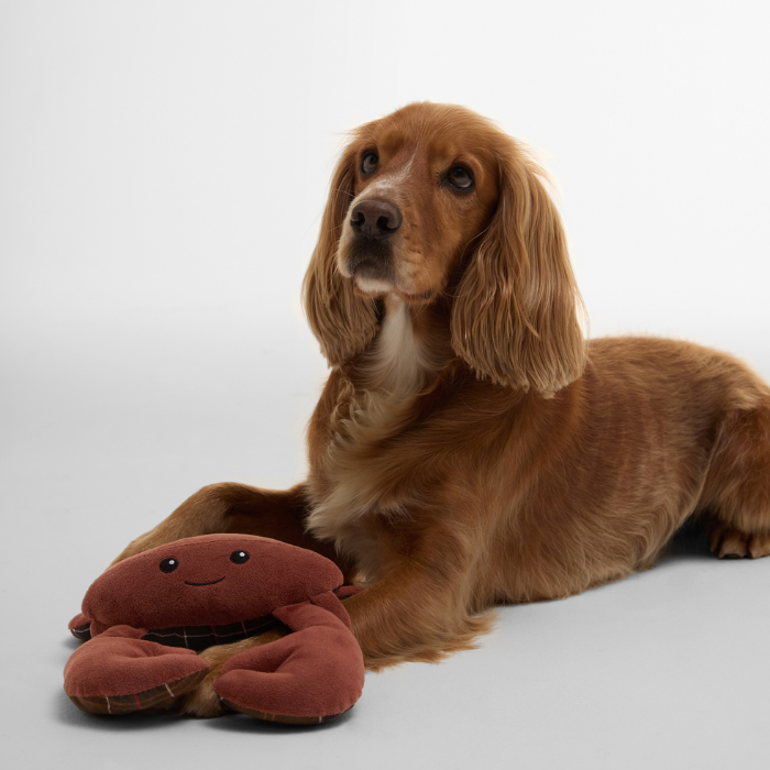 Beautiful Spaniel dog plays with Barbour Crab Dog Toy