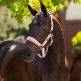 Horse wears the LeMieux Versailles Headcollar in Blossom