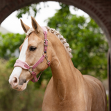 Horse wears the LeMieux Vogue Headcollar & Leadrope in blossom