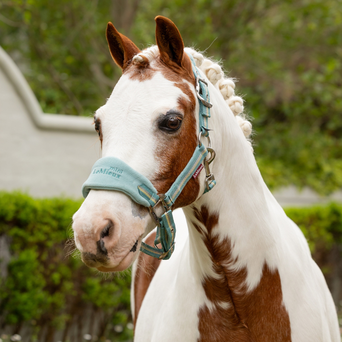 Cute pony wears the LeMieux Mini Vogue Headcollar & Leadrope in aqua