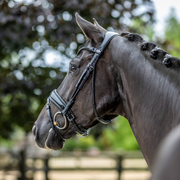 Stunning horse wears LeMieux Kudos Patent Dressage Bridle in Black