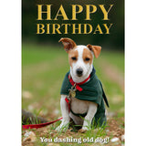 Charles Sainsbury-Plaice Jack Russell Happy Birthday