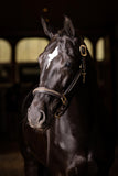 LeMieux Leather Crystal Headcollar