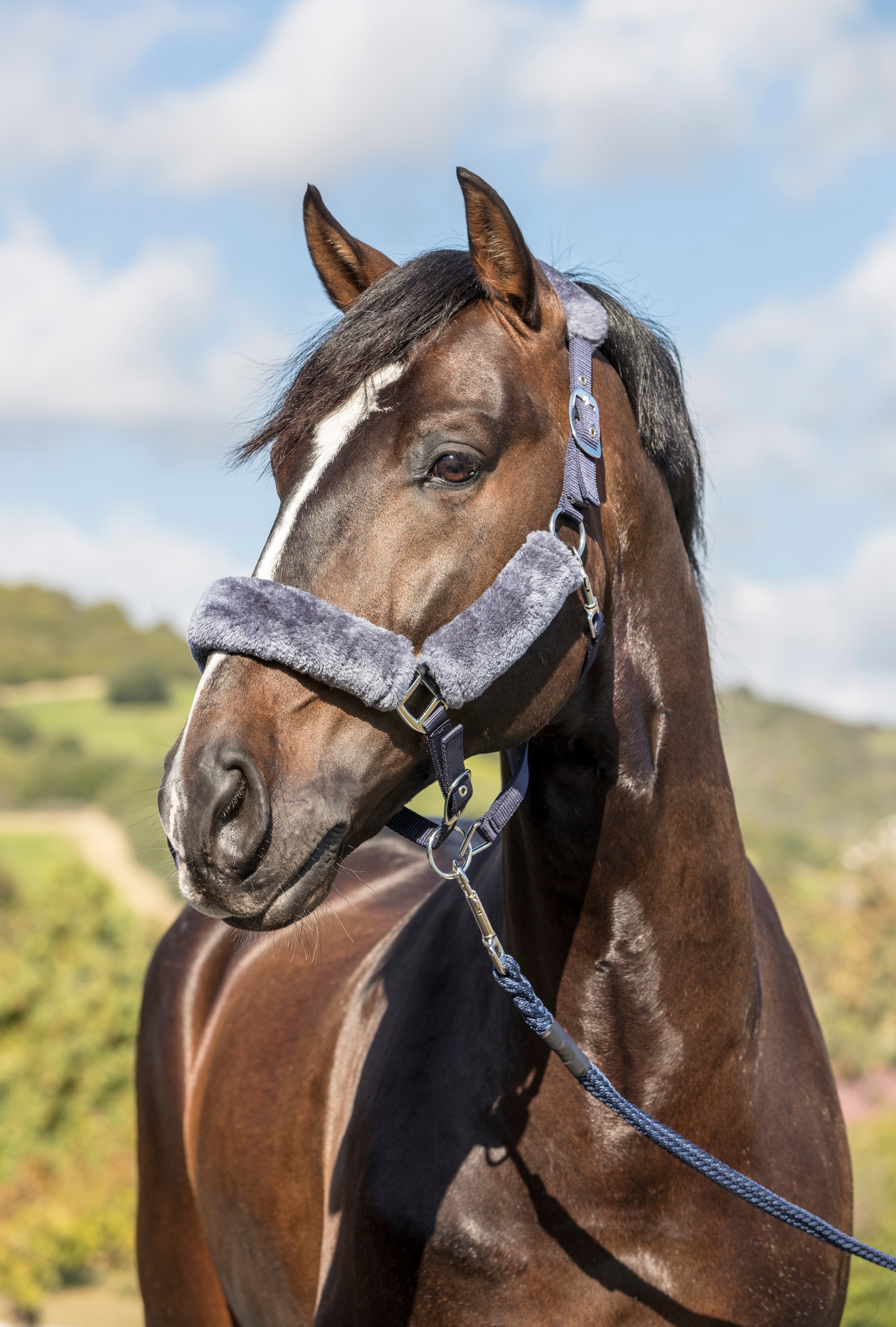 LeMieux Comfort Headcollar